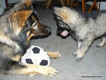 Samen spelen met de bal